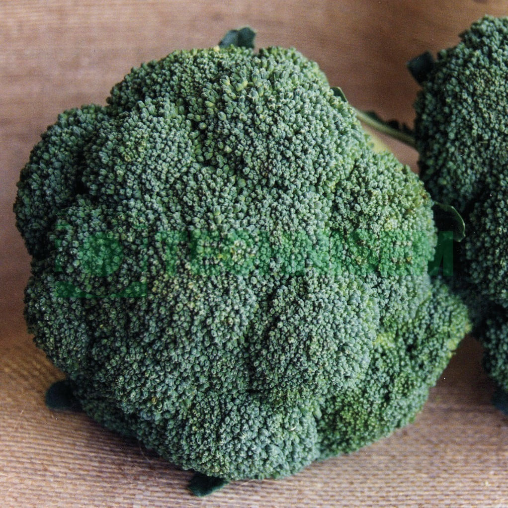 Broccoli Isabela F1