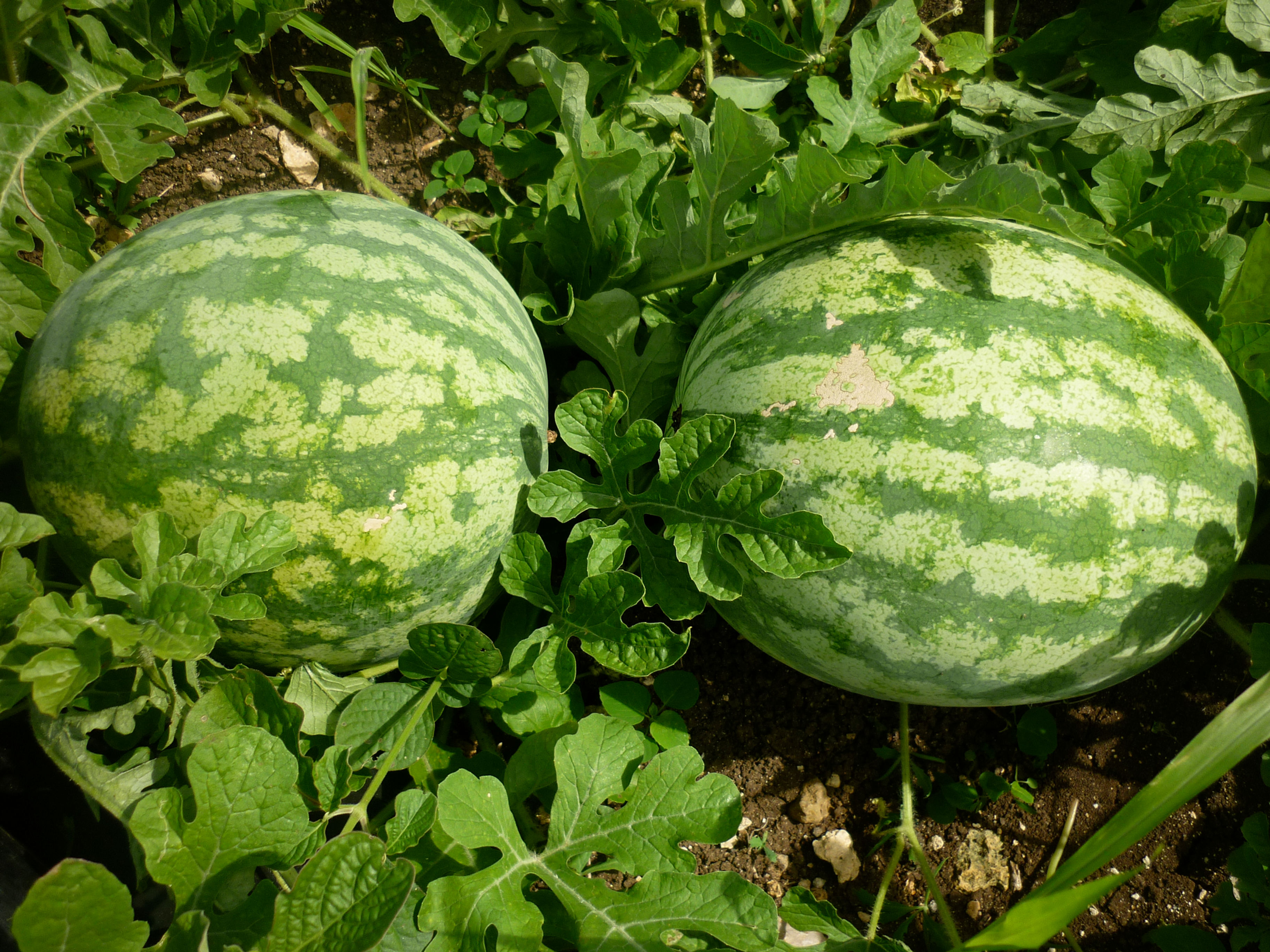Watermelon F1 Koloss
