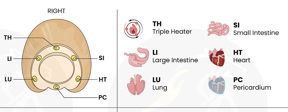 Detail of the final illustration showing ting point placement around the coronary band with organ labels reflecting equine anatomy