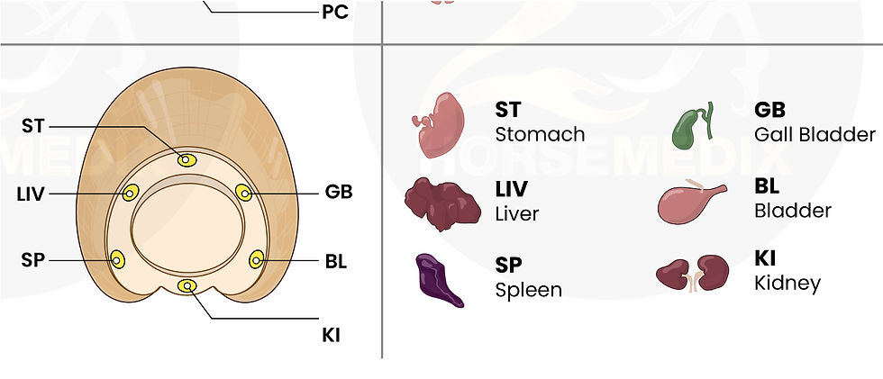 Final delivered illustration — all four hooves in top-down view with complete ting point and organ labeling system