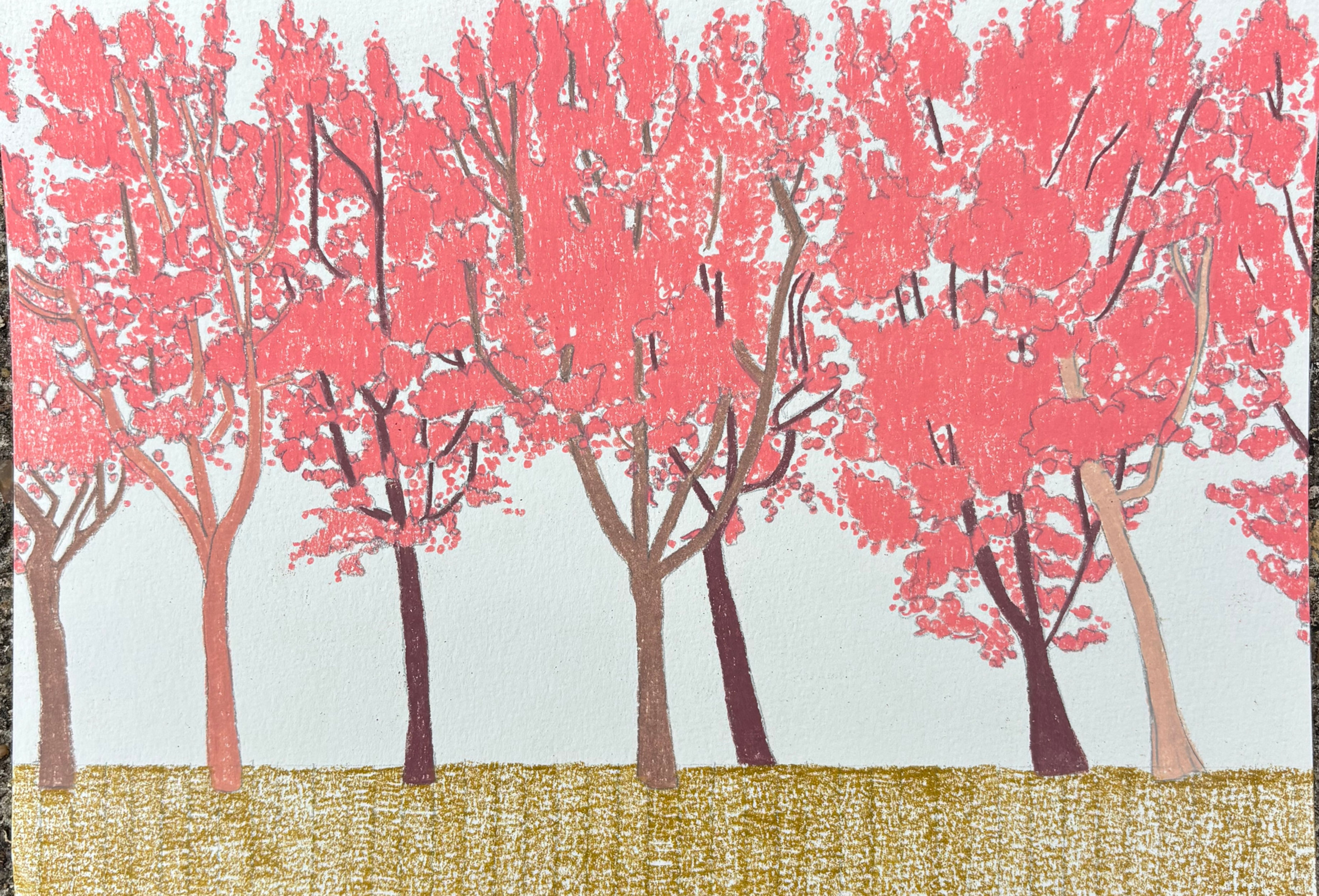 In the pink - study 1 