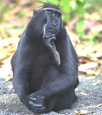 PENSADOR.png
