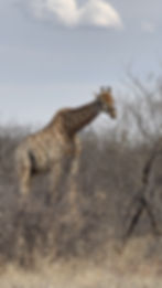Girafe dans Kruger Park