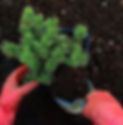 IMG_4716.JPEG