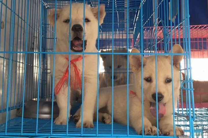 China continues reforms in wake of coronavirus crisis: confirms dogs are pets not meat; Wuhan, Beijing ban eating wildlife