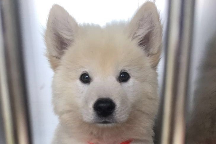 Breaking news: Second city in mainland China bans dog and cat meat trade