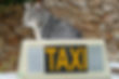 Katzetaxi.jpg
