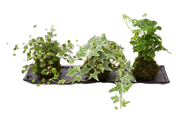 松戸 花の店 佐用 松戸 花屋 佐用 花 注文 レッスン 松飛台 松戸 花の店 佐用 松戸 花屋 佐用 花 注文 レッスン 松飛台