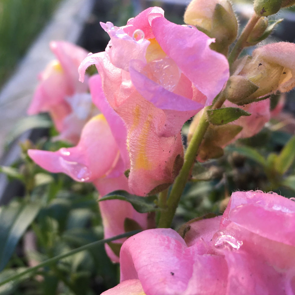 SNAPDRAGON FLOWER ESSENCE