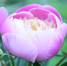 F98ED794-B1E7-413F-BC9C-8BDD489C19F4.jpeg
