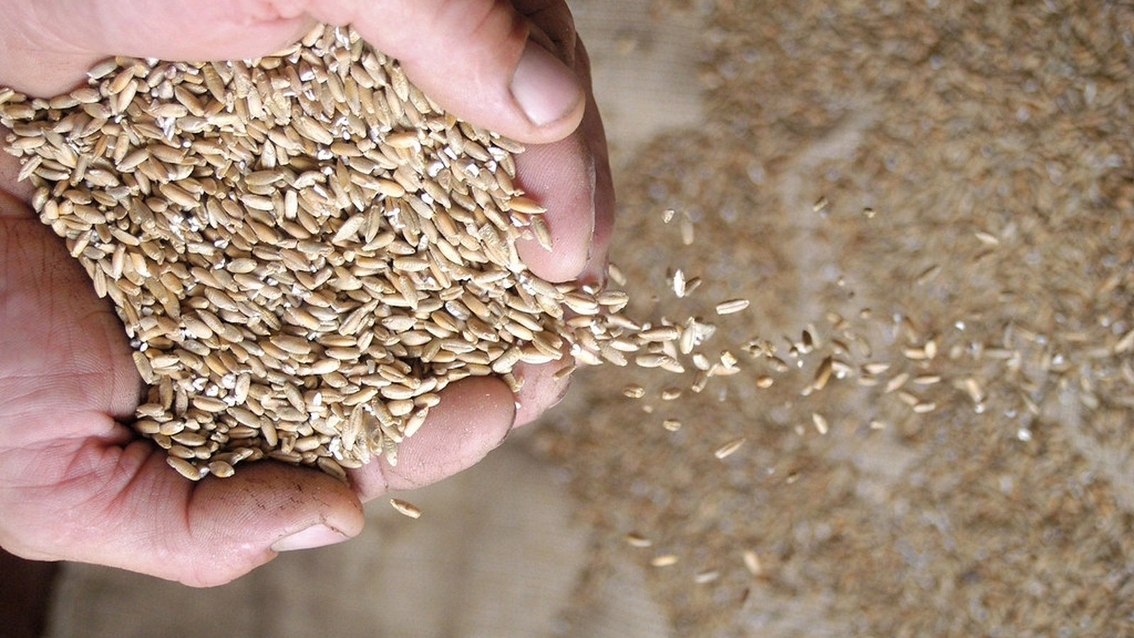 Mãos segurando sementes de milho douradas, sacaria de sementes ao fundo, ambiente rural, sem rostos — Cristal