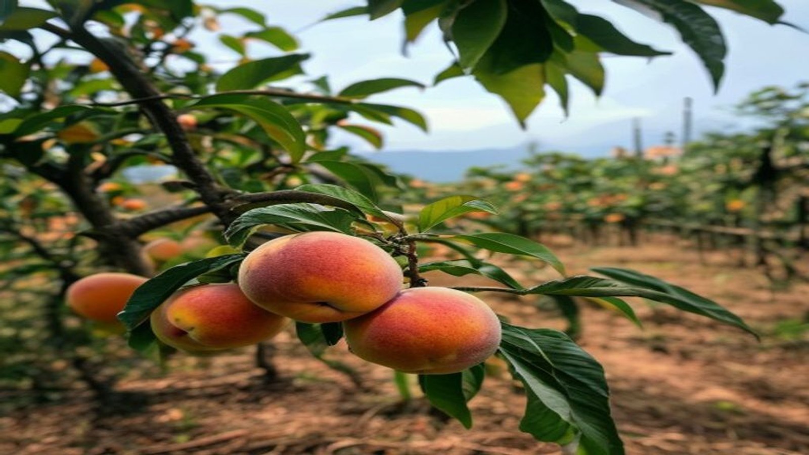 Pessegueiros carregados de pêssegos maduros em pomar do Sul do Rio Grande do Sul, frutas em close, sem pessoas — Pelotas