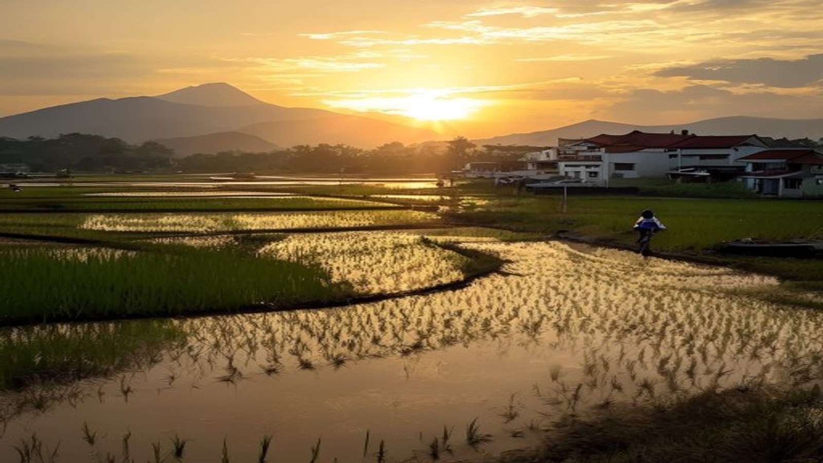 Lavoura de arroz alagada no Sul do Rio Grande do Sul ao amanhecer, vista ampla, sem pessoas, representando a tradição rural de Camaquã — Sindicato dos Trab