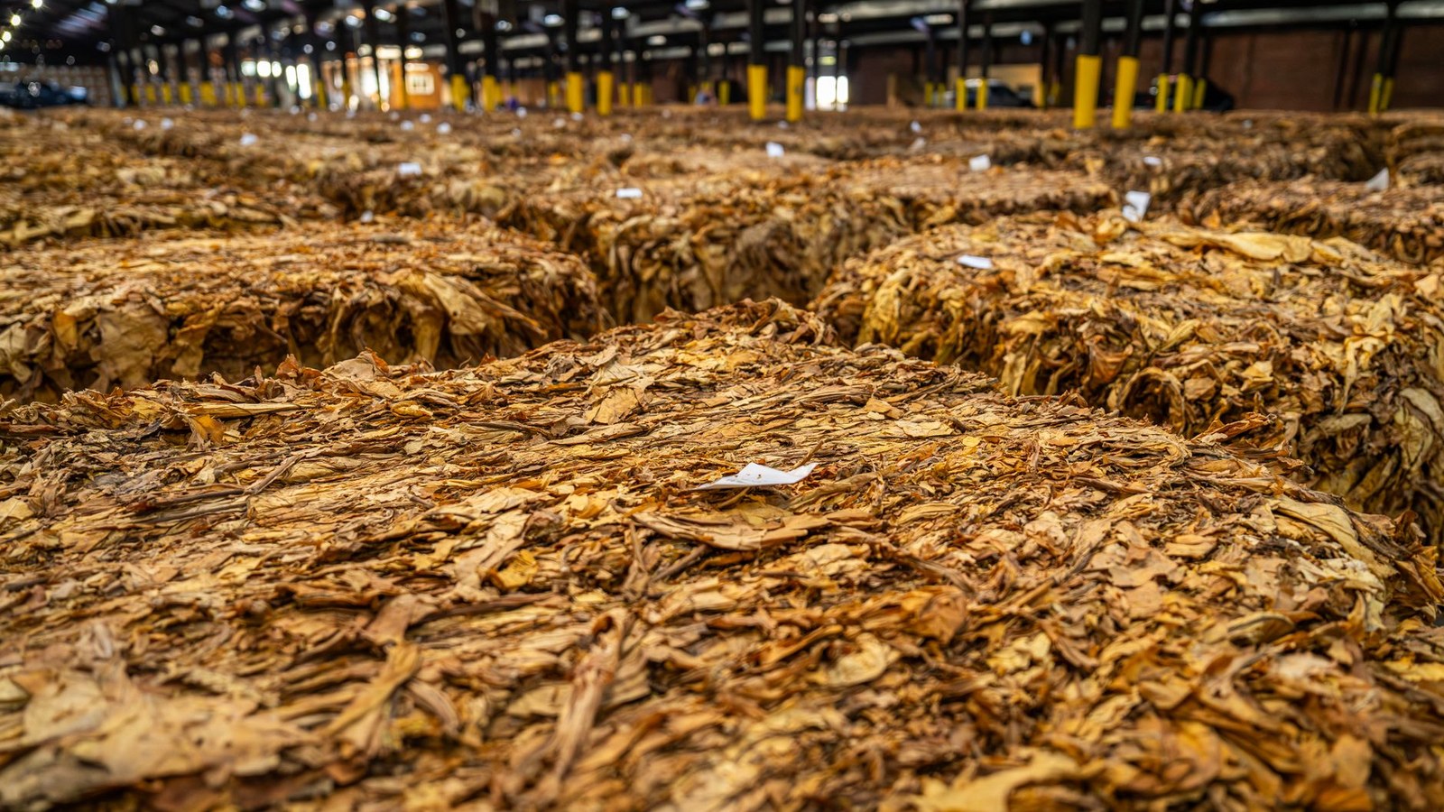 Lavoura de fumo no RS: Afubra amplia cobertura do seguro agrícola para a safra 2026/2027.