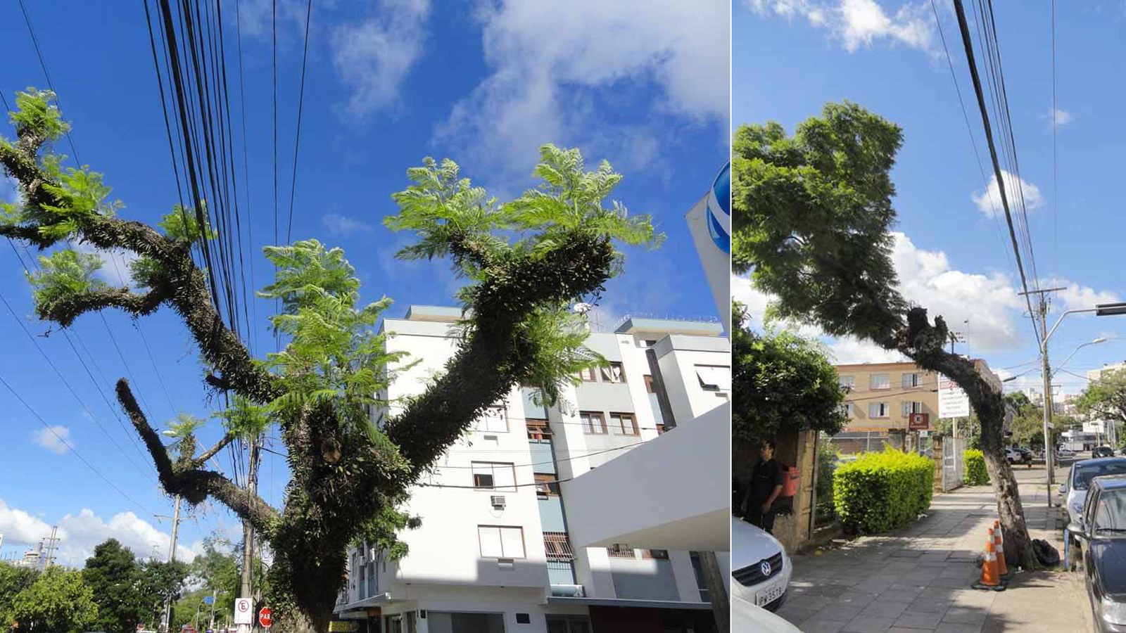 Árvore em via pública de Arambaré; norma municipal exige autorização prévia da Diretoria de Meio Ambiente.