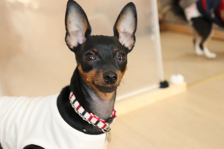 愛知 犬 保育園 ホテル トリミング 北名古屋市 稲沢 一宮 清州 岩倉 犬の預かり専門店 犬サロンおれんじ