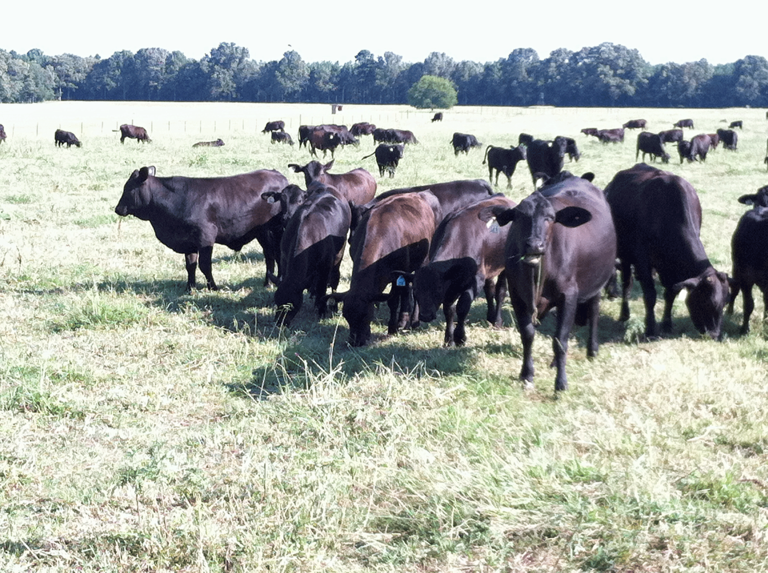 Brangus Replacement Heifers