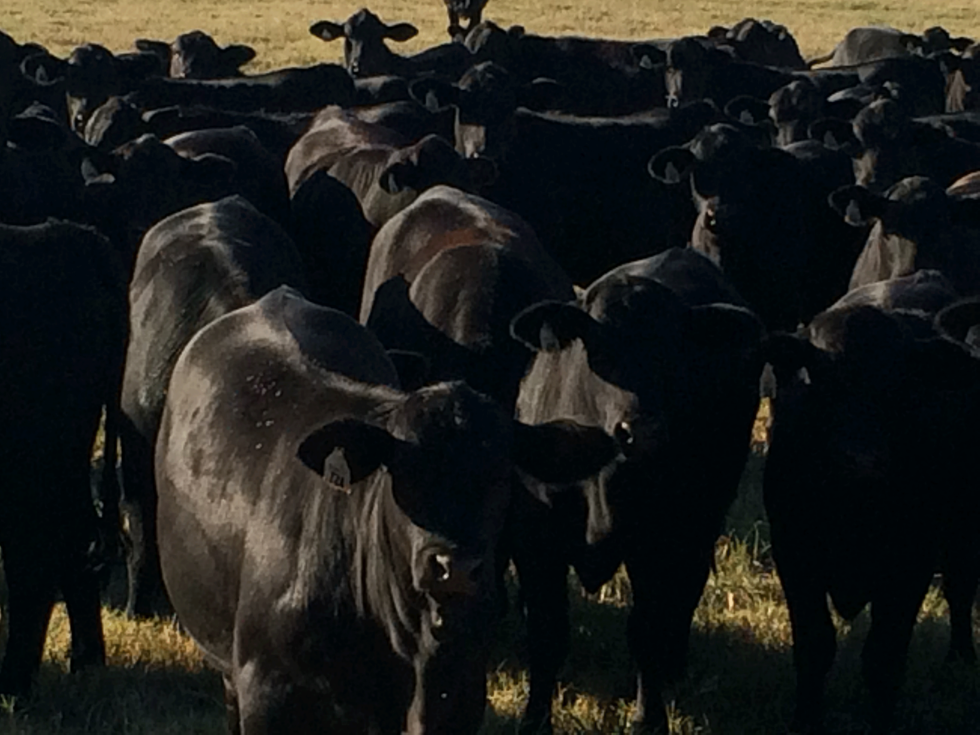 Brangus Replacement Heifers