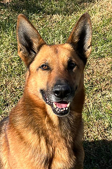 German Shephard dog
