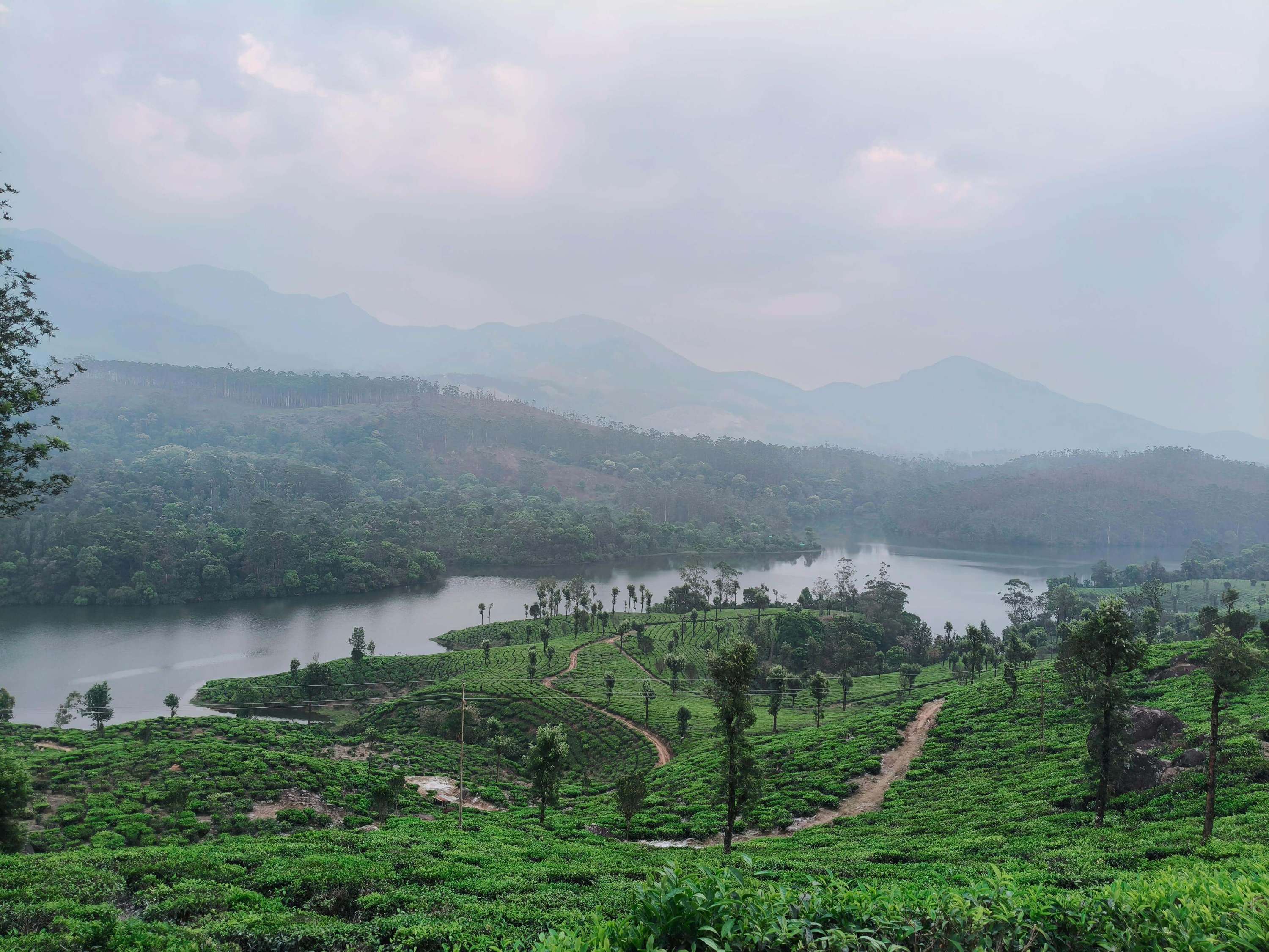 Munnar vs Wayanad: Which Kerala Highland Should You Choose