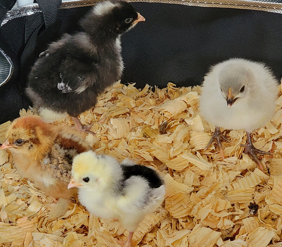 baby chickens
