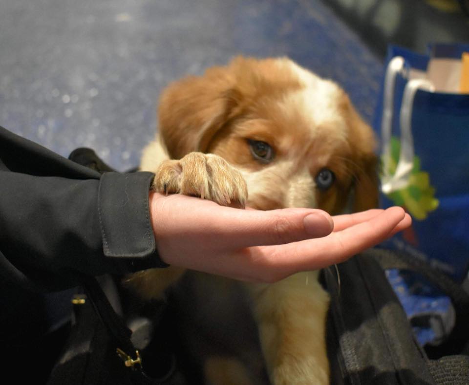 cost to fly a dog southwest