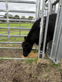 received_30312660201682712