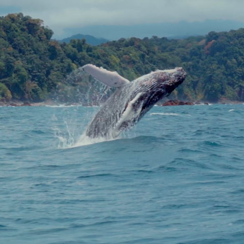 WWF Colombia - Las cantaoras del Pacífico