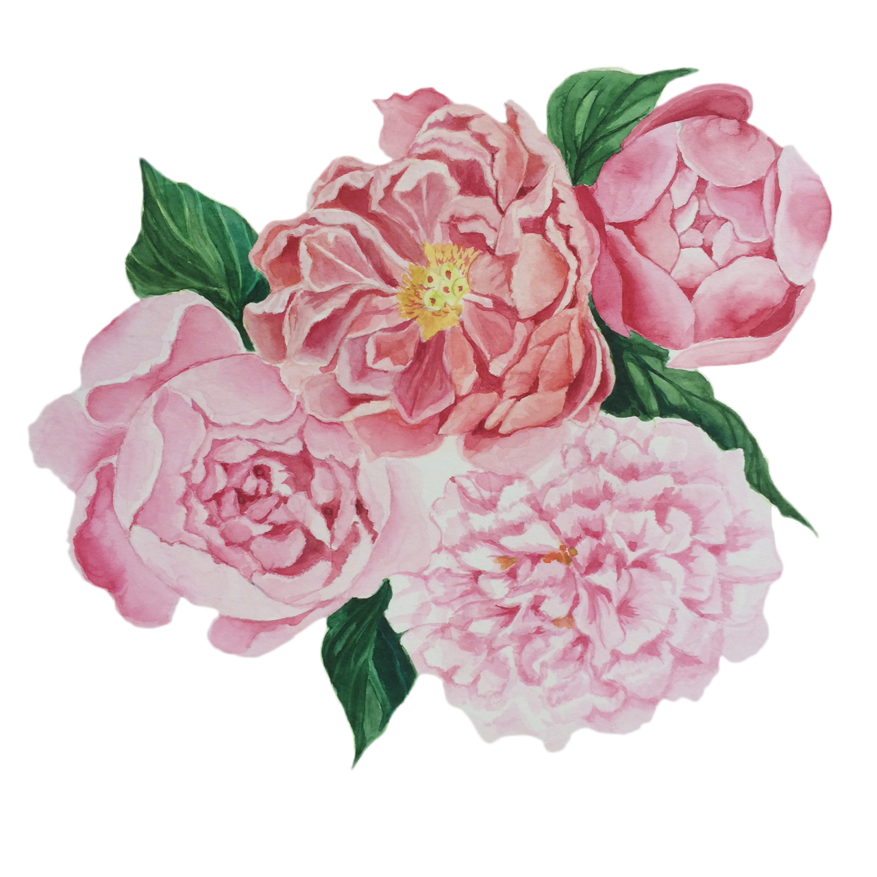 Peonies