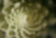 MB__6580.jpg