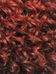 REDCOPPER.jpg