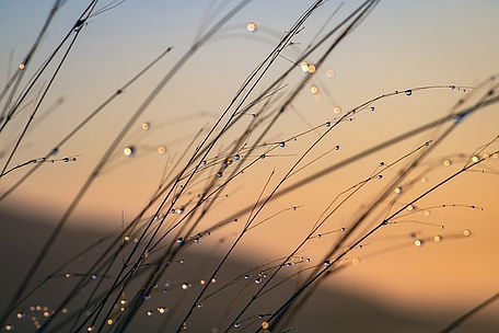 grass-5999566_640.jpg