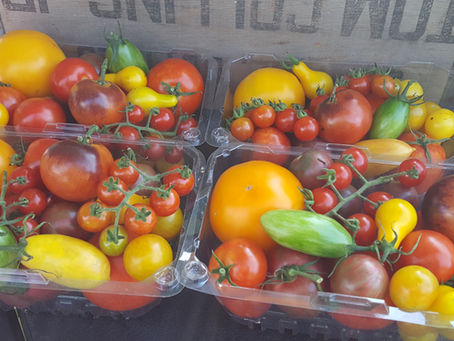 Tomato Lineup For 2025