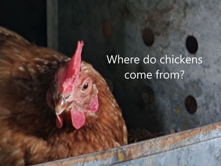 Where do chickens come from?