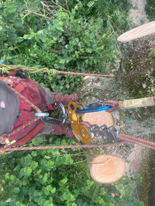 tree surgeon hanging from tree with ropes