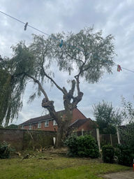 tree undergoing removal