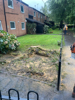 stump grinding service