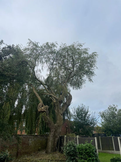 tree felling 