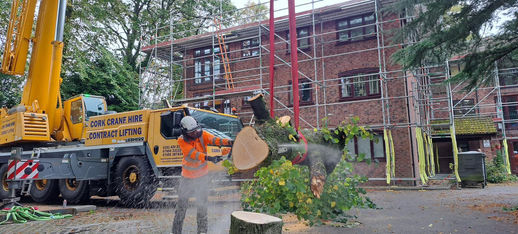 man sawing tree