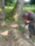 tree surgeon cutting down tree