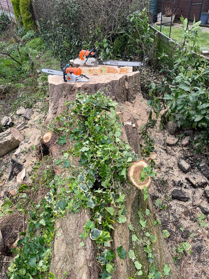 chopped down tree with saw