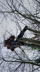 tree surgeon