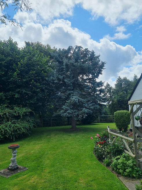 tree just after pruning