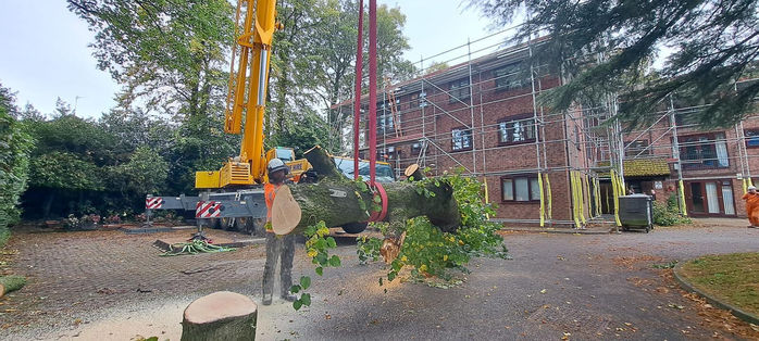 cut down tree being moved