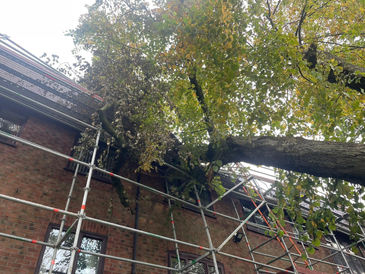 tree cutting removal from house