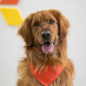 Bowie