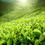 Thumbnail: Green Tea