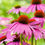 Thumbnail: Echinacea Root Tea