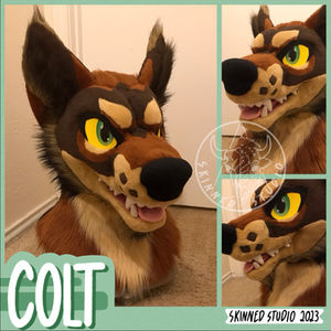 Colt Head and Tail