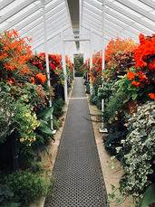 Beauty of flowers